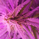 tangiematic-auto-fastbuds.jpg