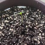totally-alpha-og-auto-fem-alphafem-seeds.jpg