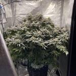 watermelon-zkittlez-fem-barneys-farm.jpg