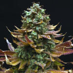 watermelon-zkittlez-fem-barneys-farm.jpg
