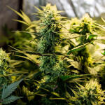 zkittlez-auto-fem-Semyanich.jpg