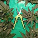 Sekator-trimmer-7ch.jpg