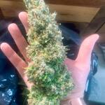 californian-snow-auto-fem-fastbuds.jpg