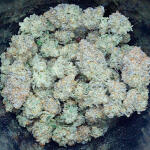 crescendo-rbx1-fem-ethos-genetics.jpg