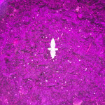 dream-machine-heavyweight-seeds.JPG