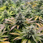 garlic-cookies-fem-barneys-farm.jpg