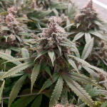 glue-sherbert-fem-alphafem-seeds.jpg