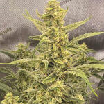 gorilla-punch-auto-fem-fastbuds.jpg