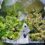 gorilla-zkittlez-fem-Semyanich.jpg