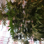 ice-female-seeds.JPG