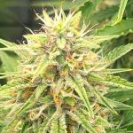 keep-frosted-guava-autoflower-fem-seedkeepers.jpg