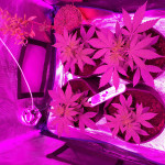 auto-purple-pyramid-seeds.jpg
