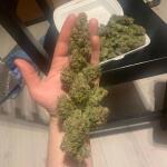 forbidden-runtz-auto-fem-fastbuds.jpeg