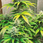 gelato-auto-fem-fastbuds.jpg