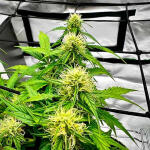 gelato-fem-blimburn-seeds.jpg