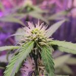 gorilla-auto-fem-Semyanich.jpg