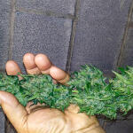 watermelon-zkittlez-auto-fem-barneys-farm.jpg