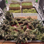 z-up-auto-fem-fastbuds.jpg