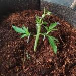 apple-betty-fem-herbies-seeds.jpg