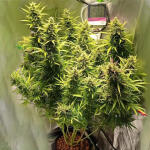 auto-lemon-kix-auto-lemon-zkittle-fem-dutch-passion.jpg