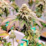 crescendo-rbx1-fem-ethos-genetics.jpg