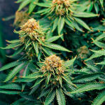 grandaddy-purple-fem-blimburn-seeds.jpg