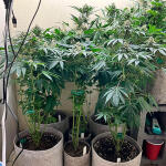 mac-n-jack-r1-fem-ethos-genetics.jpg