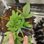 northern-lights-fem-00-seeds.jpg