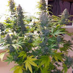 strawberry-pie-auto-fem-fastbuds.jpg