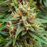 wedding-glue-auto-fem-fastbuds.jpg