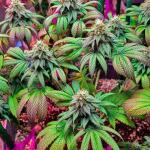 white-wedding-rbx-fem-ethos-genetics.jpg
