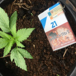 auto-super-mazar-fem-victory-seeds.jpeg
