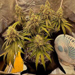 candy-store-rbx-fem-ethos-genetics.jpg