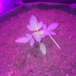dream-machine-heavyweight-seeds.JPG