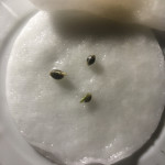 dream-machine-heavyweight-seeds.JPG