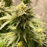girl-scout-cookies-fem-blimburn-seeds.jpg