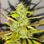 gorilla-auto-fem-Semyanich.jpg