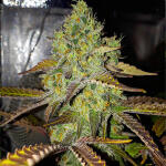 grandaddy-purple-fem-blimburn-seeds.jpg