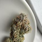 nuggz-r1-fem-ethos-genetics.jpg