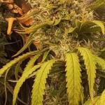 nuggz-r1-fem-ethos-genetics.jpg