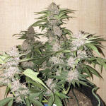 runtz-auto-fem-barneys-farm.jpg