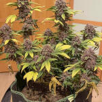 runtz-auto-fem-barneys-farm.jpg