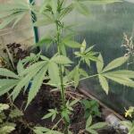 ultimate-bubba-auto-fem-Semyanich.jpg