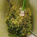 auto-lemon-kix-auto-lemon-zkittle-fem-dutch-passion.jpg