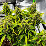 gelato-fem-blimburn-seeds.jpg
