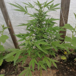 gorilla-glue-auto-glue-auto-fem-fastbuds.jpg
