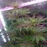 mazar-extra-bulk-seed-bank.JPG