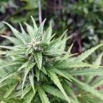 also-know-47-autoflower-fem-seedkeepers.jpg