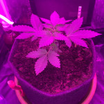 dream-machine-heavyweight-seeds.JPG
