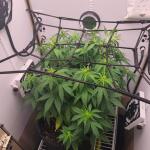 gorilla-cookies-auto-fem-fastbuds.jpg